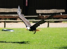 פארק הציפורים והקופים Vogelpark Steinen פארק הציפורים והקופים Vogelpark Steinen