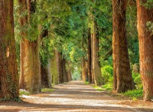 טופס חבילות B avenue-2215317_1920 (1)