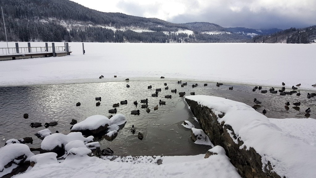 חורף ביער השחור